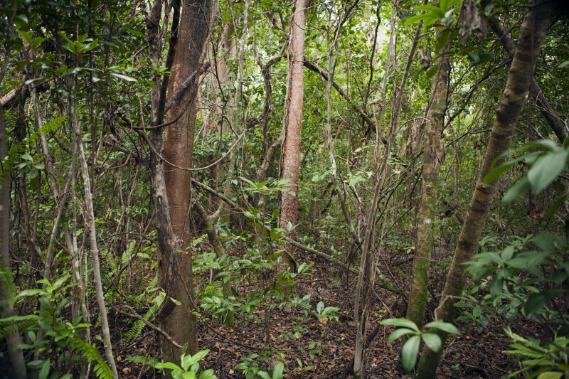Trees, Shrubs, and Ferns Along Gumbo Limbo Trail