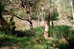 Trees, Shrubs, and Grass along the Fort Caroline Nature Trail