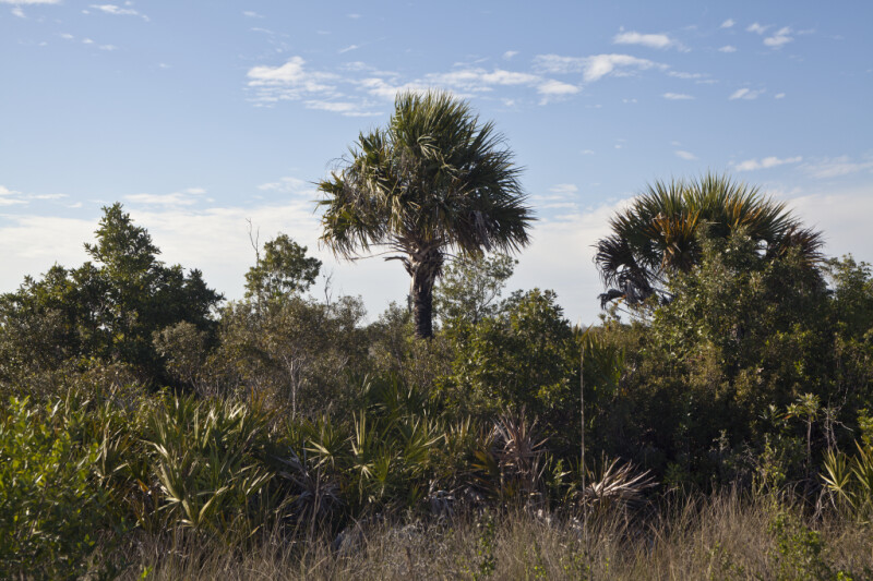 Trees, Shrubs, and Grasses Including Palms