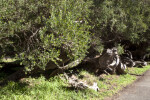 Trees with Gnarled Bark