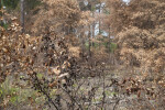 Trees with Many Brown Leaves