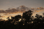 Treetops and Clouds