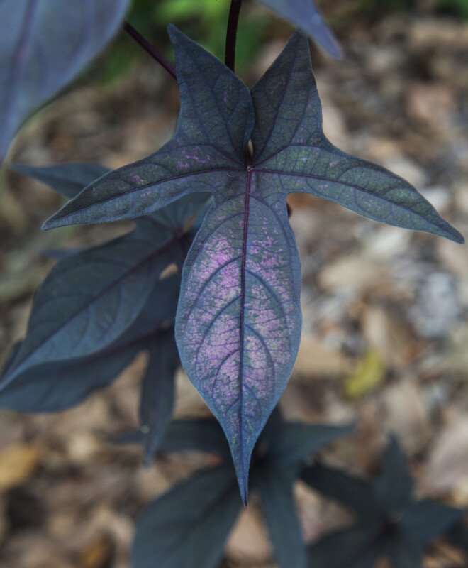 Tri-Lobed Blackie Sweet Potato Vine Leaf