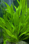 Tricolor Aquatic Plant