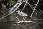 Tricolored Heron at Buttonwood Canal
