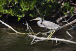 Tricolored Heron Facing Left