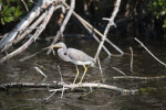 Tricolored Heron on Branch