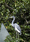 Tricolored Heron