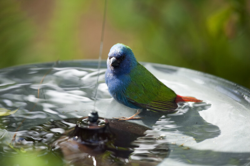 Tricolored Parrot Finch Bathing