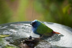 Tricolored Parrot Finch in Bath