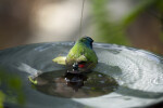 Tricolored Parrot Finch in Bird Bath