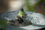 Tricolored Parrot Finch Splashing