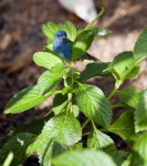 Tricolored Parrot Finch