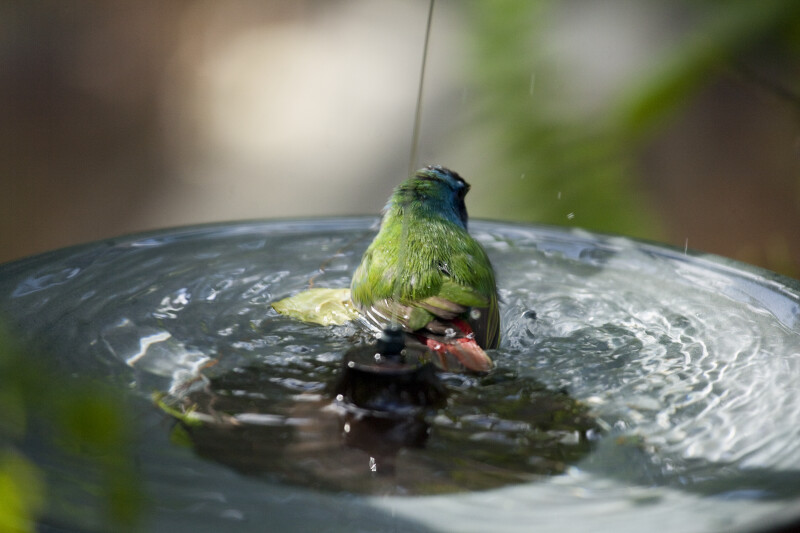 Tricolored Parrot in Fountain