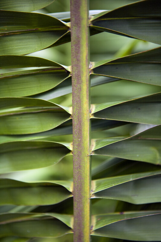 Tropical American Oil Palm Frond