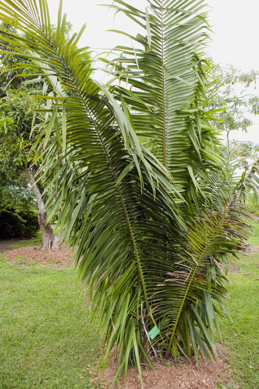Tropical American Oil Palm