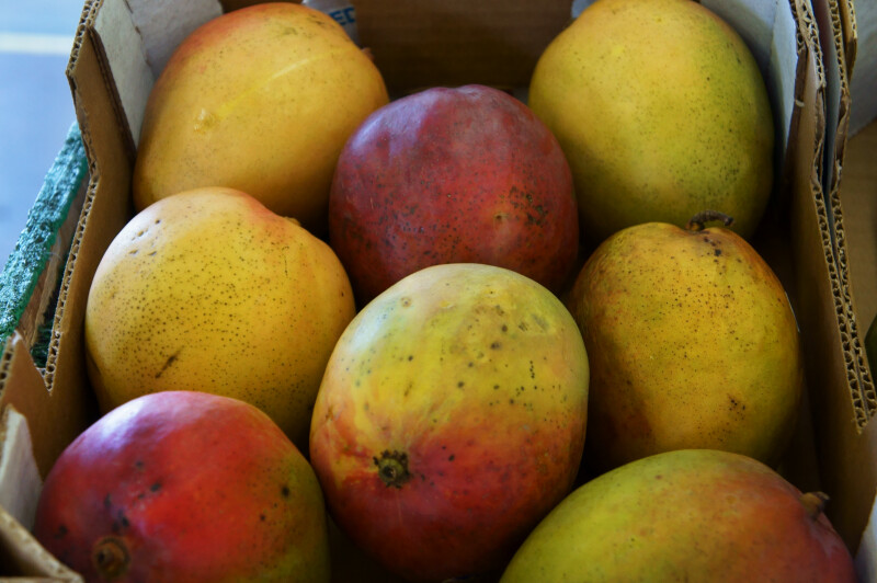 Tropical Brazil Mangoes at the Tampa Bay Farmers Markets