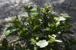 Tropical Dogwood at the USF Botanical Gardens