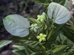 Tropical Dogwood