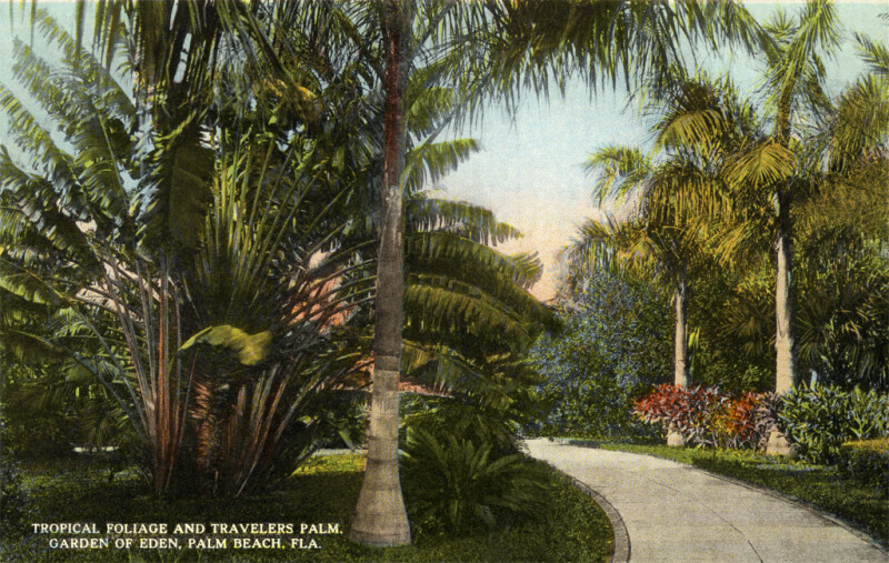 Tropical Foliage and a Travelers Palm