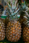 Tropical Pineapple at the Tampa Bay Farmers Market