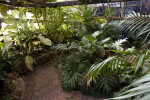 Tropical Plant House