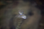 Tropical Water Snake Heads