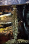 Tropical Water Snakes