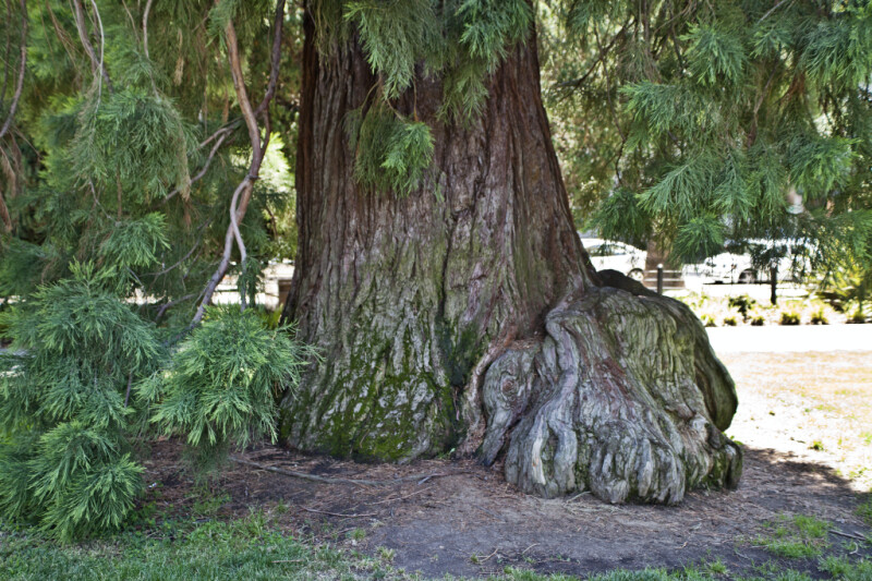 Trunk and Branches of a Sierra Redwood