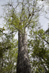 Trunk and Branches of Bald Cypress