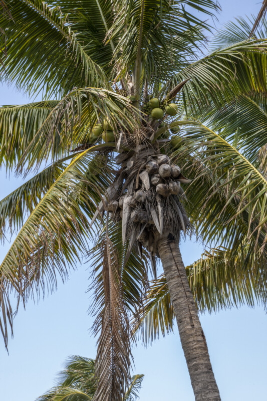 Trunk, Fruit, and Fronds of a Coconut Tree at Biscayne National Park
