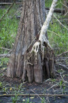 Trunk of a Cypress Tree