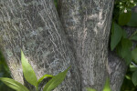 Trunk of a Glossy Euonymus Tree