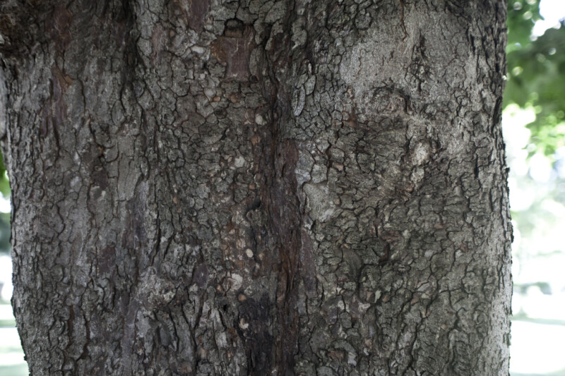 Trunk of a Horsechestnut Tree