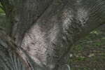 Trunk of a Japanese Maple