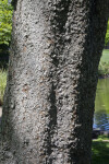 Trunk of a Japanese Zelkova Tree