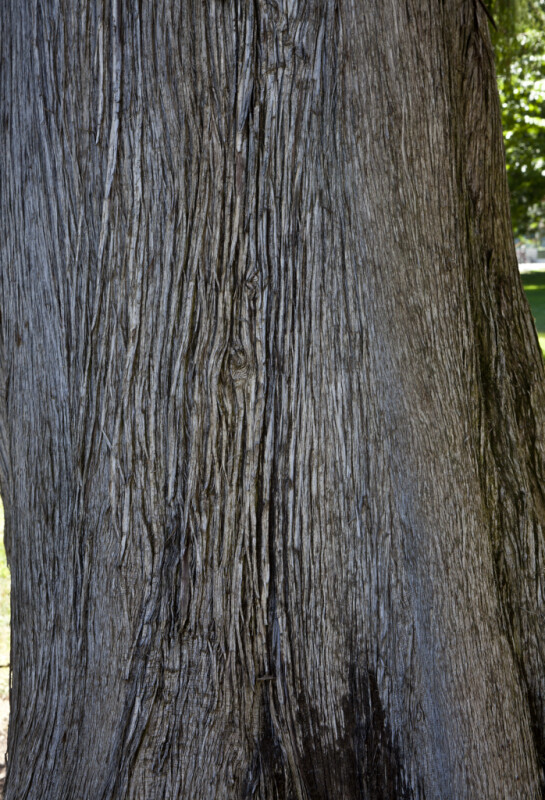 Trunk of a Mourning Cypress Tree at Capitol Park in Sacramento