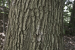 Trunk of a Northern Red Oak