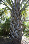 Trunk of a Palm Tree