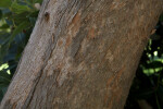 Trunk of a Red Flowering Gum Tree