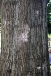 Trunk of a Red Oak Tree