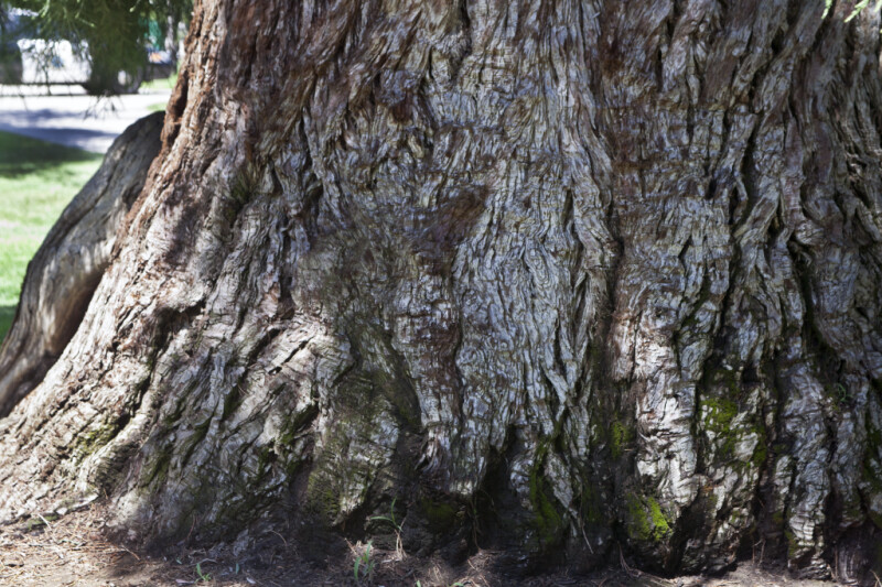 Trunk of a Sierra Redwood Tree