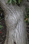 Trunk of a Succulent Tree