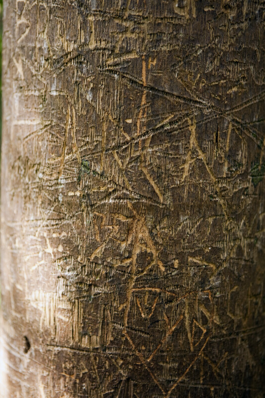 Trunk of a Tree with Numerous Engravings