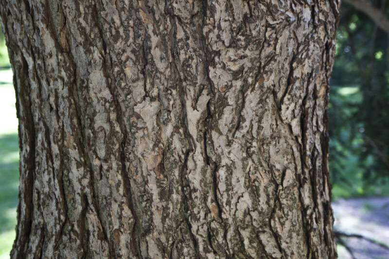 Trunk of an Eastern Hemlock Tree