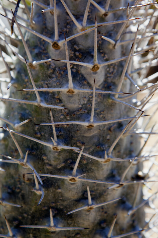 Trunk of Pachypodium geayi