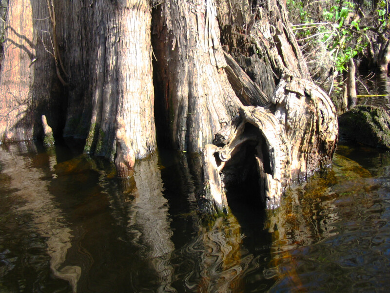 Trunk of Tree Growing in Water of Hillsborough River