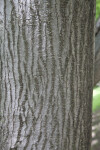 Trunk with Lines