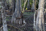 Trunks of Swamp Cypress Trees Close-Up
