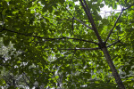 Tung Tree at the Kanapaha Botanical Gardens